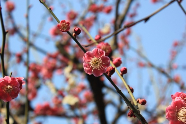 plum blossom spring pink