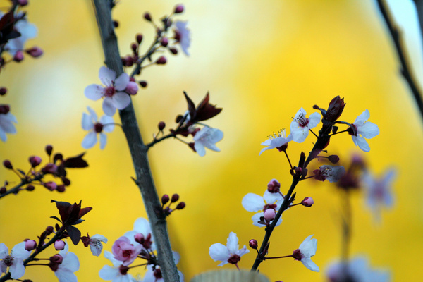 plum blossoms dressed in yellow