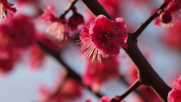 plum blossoms here there and everwhere