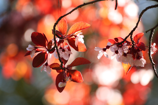 plum blossoms in red