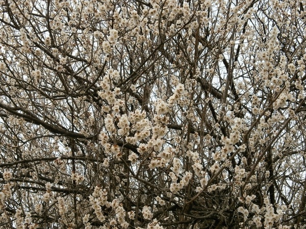 plum plum blossoms white flowers