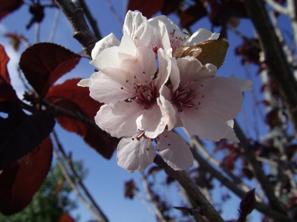 plum tree flower