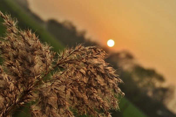 plume at dusk