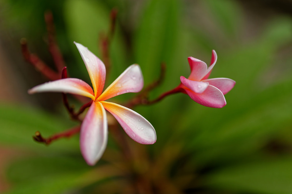 plumeria rubra linn 