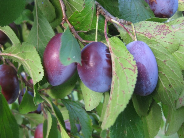 plums cultural plum fruit