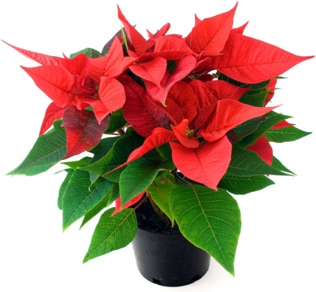 poinsettia 