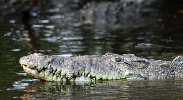 pointed crocodile crocodile crocodylus acutus 