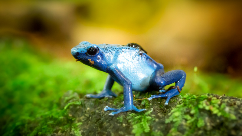 poisonous frog picture elegant closeup 