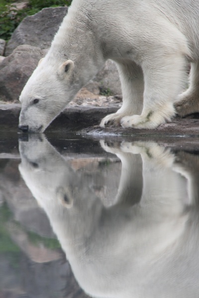 polar bear animal mammal