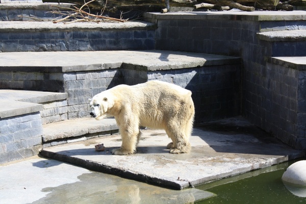 polar bear animal predator