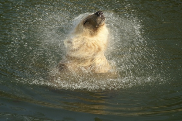 polar bear hybrid bear animal