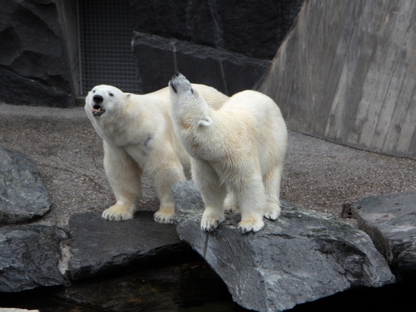 polar bears bear pets