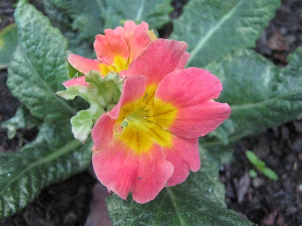 polyanthus 