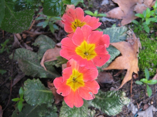 polyanthus 