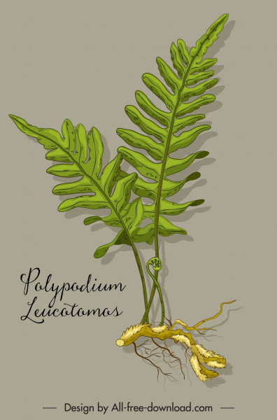 polypodium herb plant icon colored classic sketch