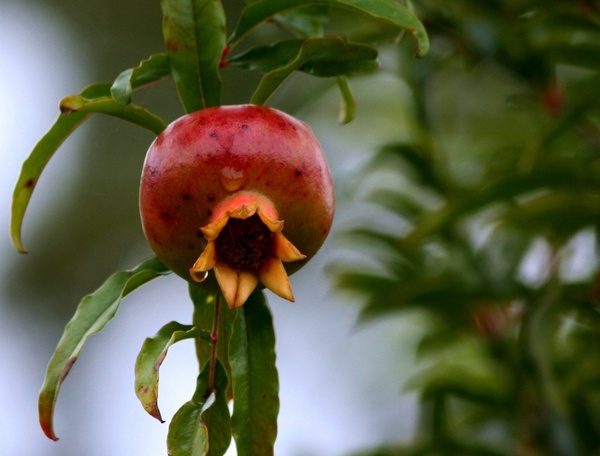 pomegranate fruit seedy 
