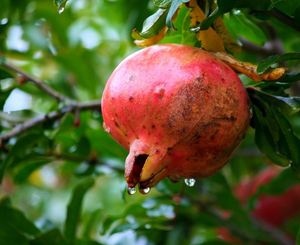 pomegranate fruit tree water drops