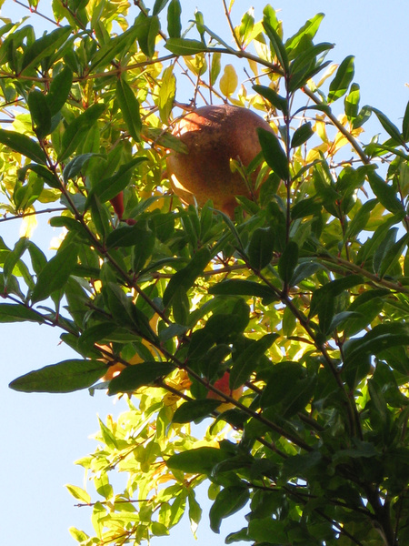 pomegranate tree 4