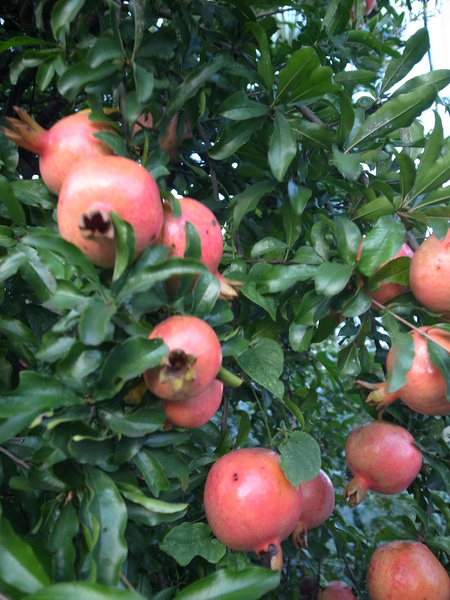 pomegranates 