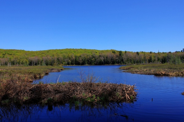 pond and forest at porcupine mountains state park michigan 