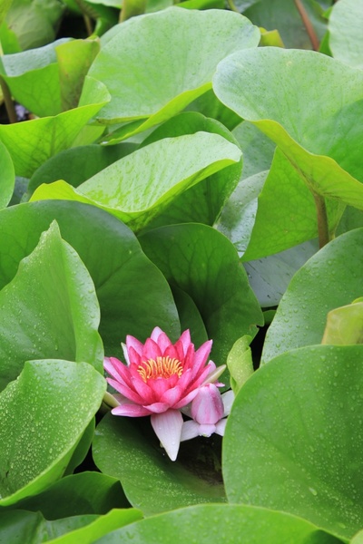 pond flowers lotus