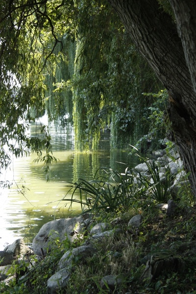 pond tree reflection