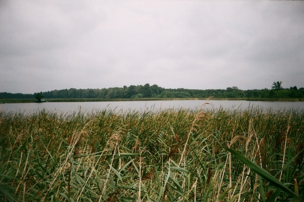 ponds and forests 