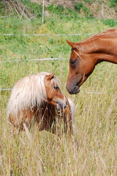 pony horse shetland pony