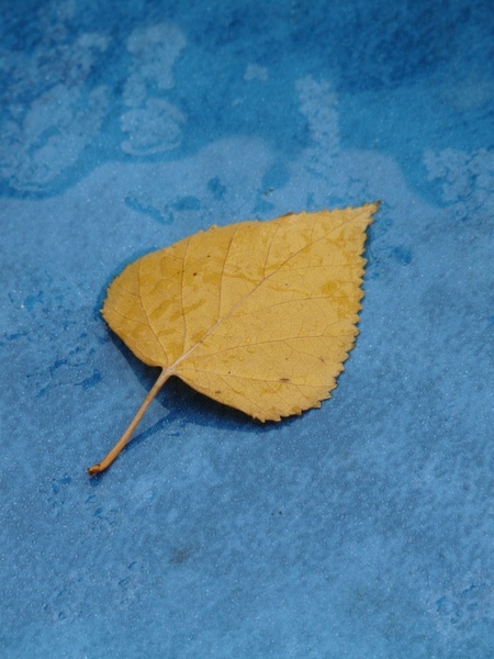 poplar leaf yellow fall color