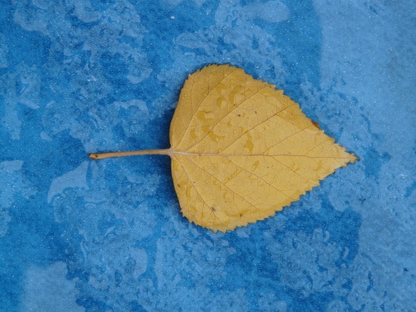 poplar leaf yellow fall color