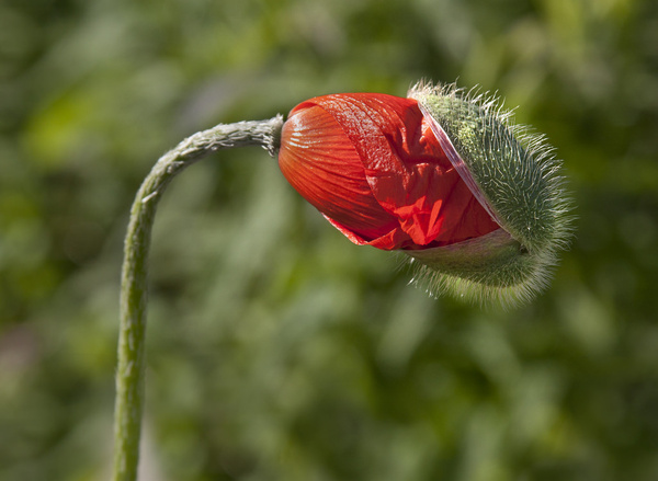 Poppy bud Free stock photos in jpg format for free download 4.63MB