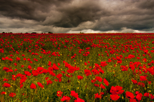 poppy field chollerford 