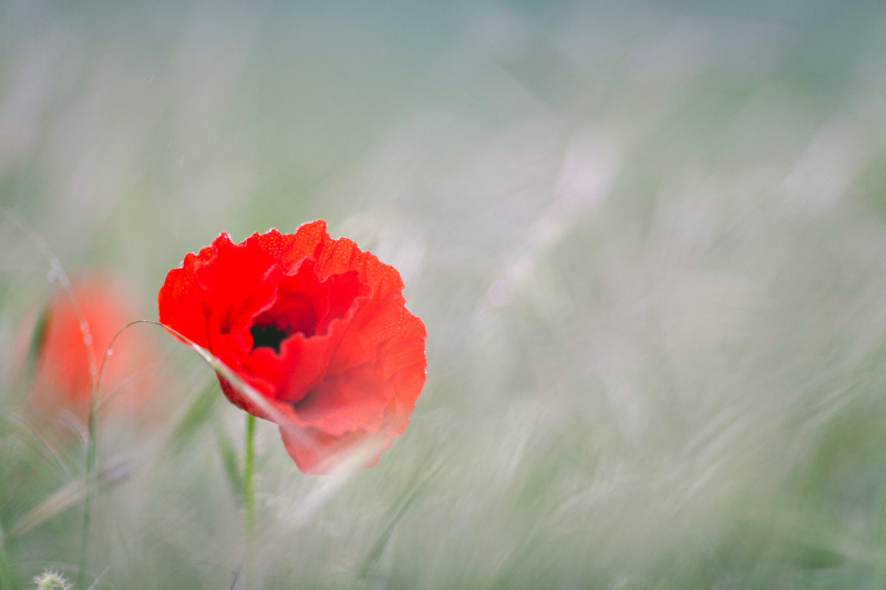 poppy flower picture elegant blurred closeup 