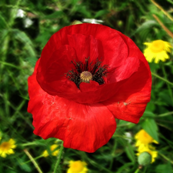 poppy flower red