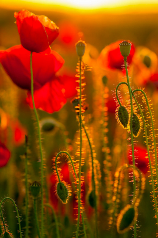 poppy flower scene picture closeup blurred