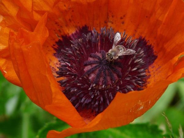 poppy klatschmohn flower