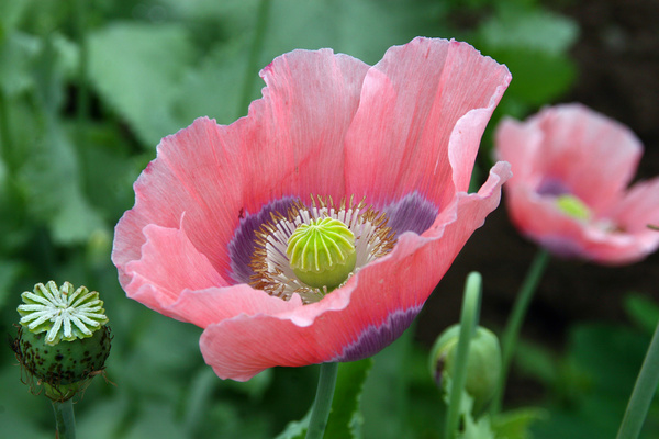 poppy stages
