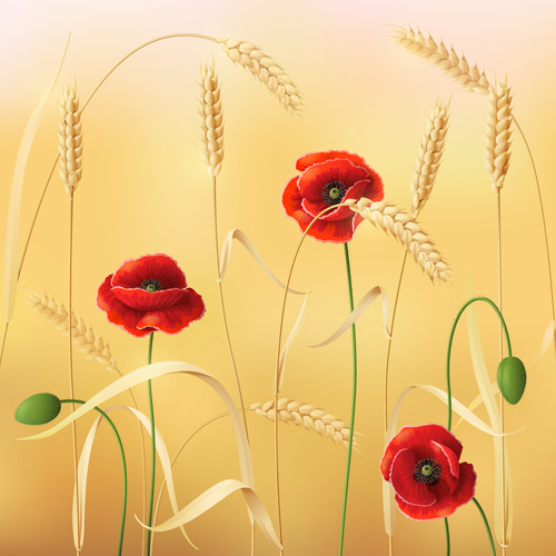 poppy with wheat design vector background