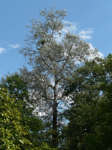 populus alba tree poplar 