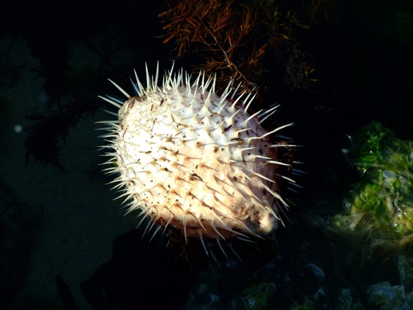 porcupine fish hedgenhog