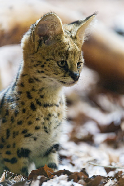 posing baby serval