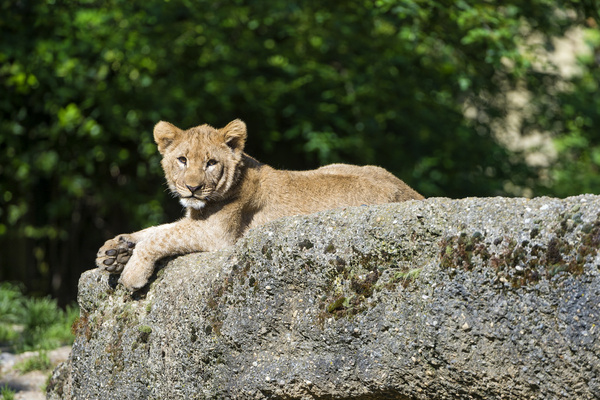 posing lion cub