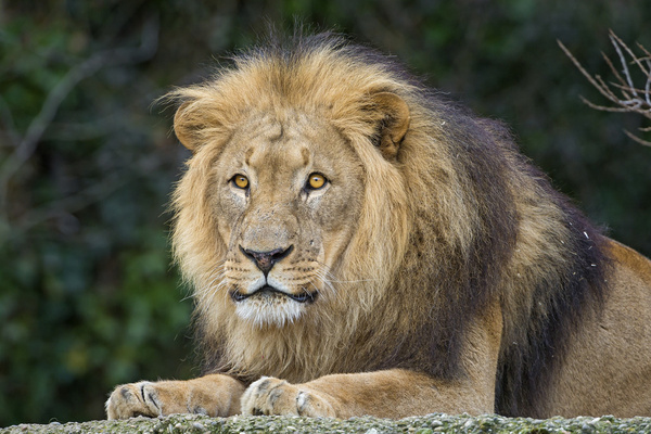 posing lion dad