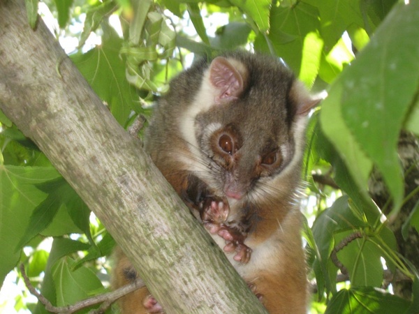 possum in a tree