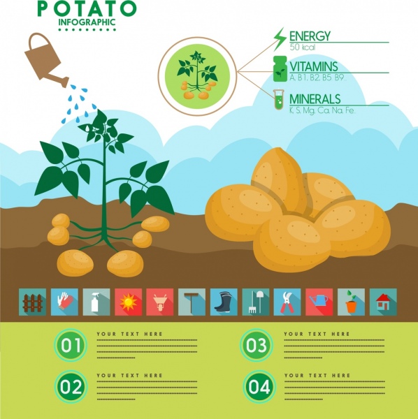 potato infographic fruit tree water icons multicolored design
