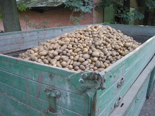potatoes potato harvest agriculture
