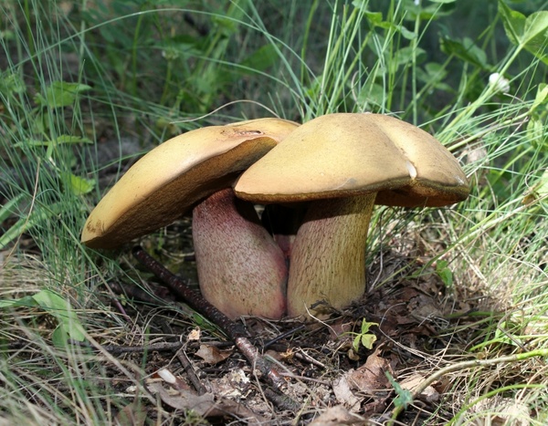 power shaft witches suillus mushroom boletus luridus
