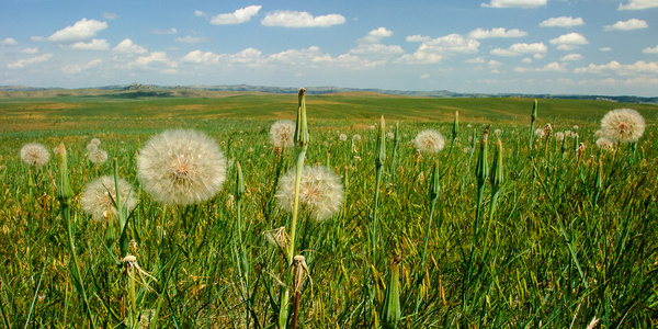 prairie dandelions
