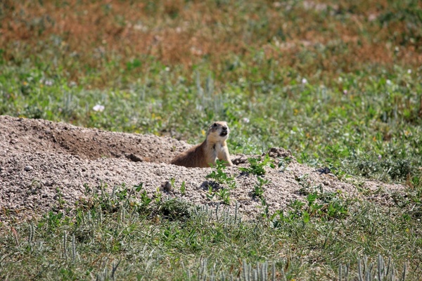 prairie dog coming out of hole at badlands national park south dakota