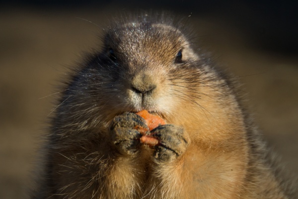 prairie dog eating a carrot
